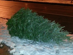 The perfect tree for my family!