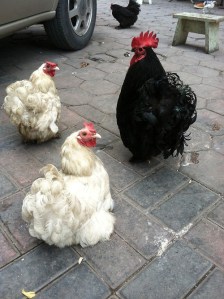 A picture of three chickens, two white and one black, with another black chicken in the background.