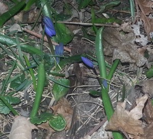 If you look closely, you can see my nocturnal wormy neighbors coming up from the ground to the restaurant that is our front yard. 