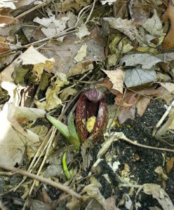 Jack-in-the-Pulpit blooming in Hartman Creek State Park