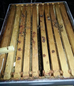 The near-final moments of our installation. The queen cage, with our queen (Latifah) inside is the small bar on the left.