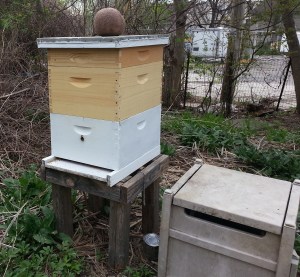 The raccoon rolled the rock off the left side of the top, then sat there trying to get the top off. I don't know if raccoons understand about gravity. Or physics. 