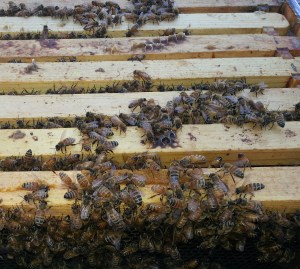 Beehive with top off