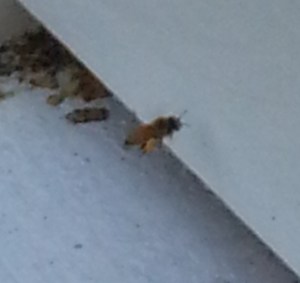 Another shot of a bee with a full pollen basket.