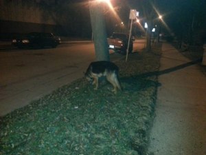 Dog sniffing by tree