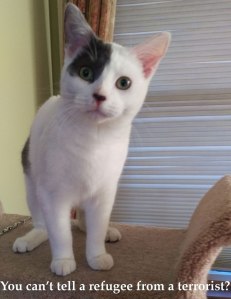 Grover_Says_Terrorist_Refugee